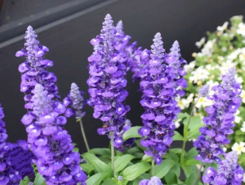 350 Texas Violet Sage Seeds Salvia Farinacea evolution Fragrant Non-GMO Heirloom