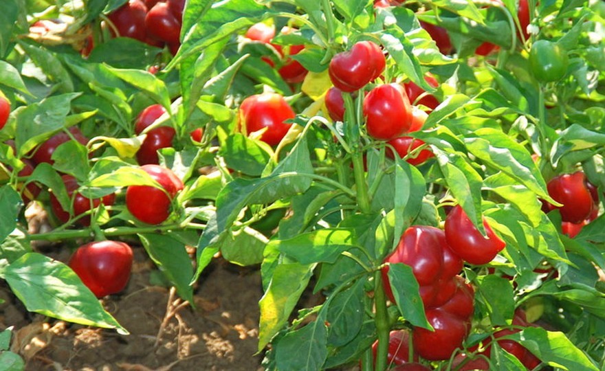 Red Hot Cherry pepper seeds non-gmo heirloom open pollinated