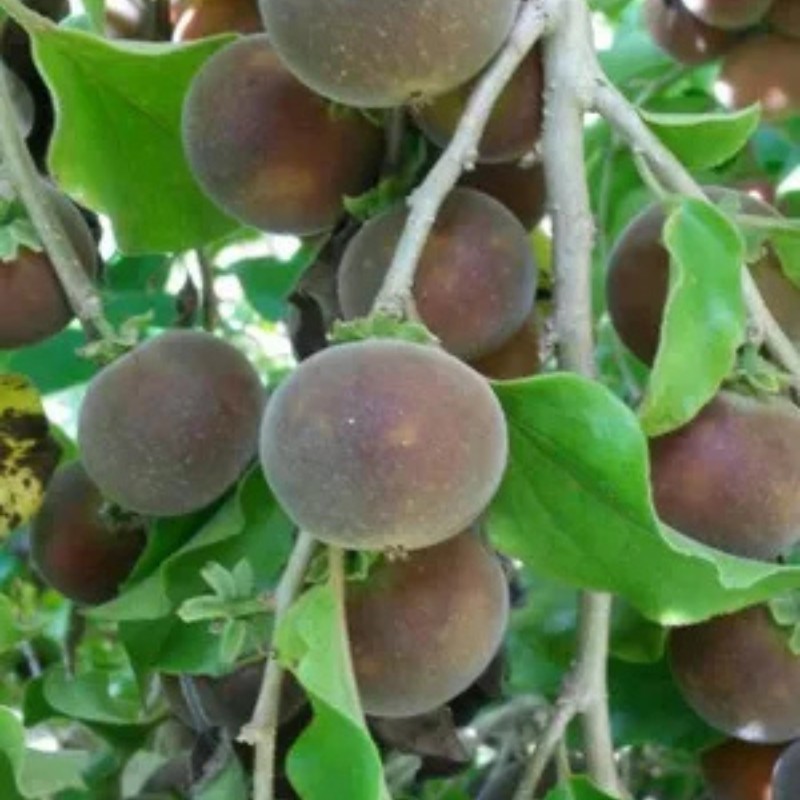 5 Puerto Rican Grown Ketembilla Ceylon Gooseberry Seeds NON GMO ORGANIC