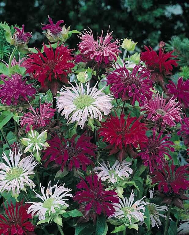 100 Panaroma Mix Bee Balm Seeds Flowers Seed Bloom Hummingbird Flower Seeds 1329