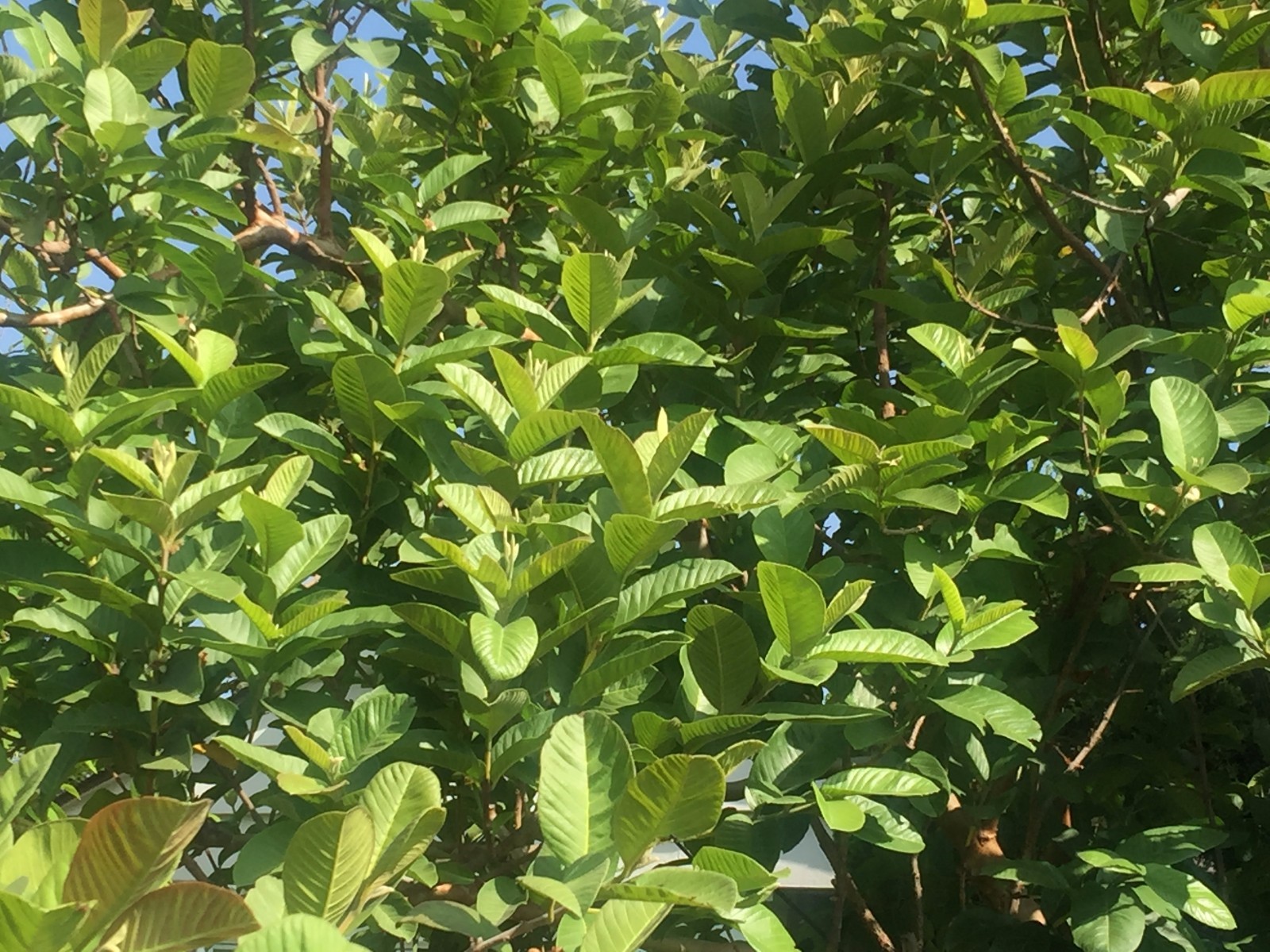 1 Air-layer Sweet Ruby Supreme Fruit Guava Starter Tree, Psidium guajava Tree