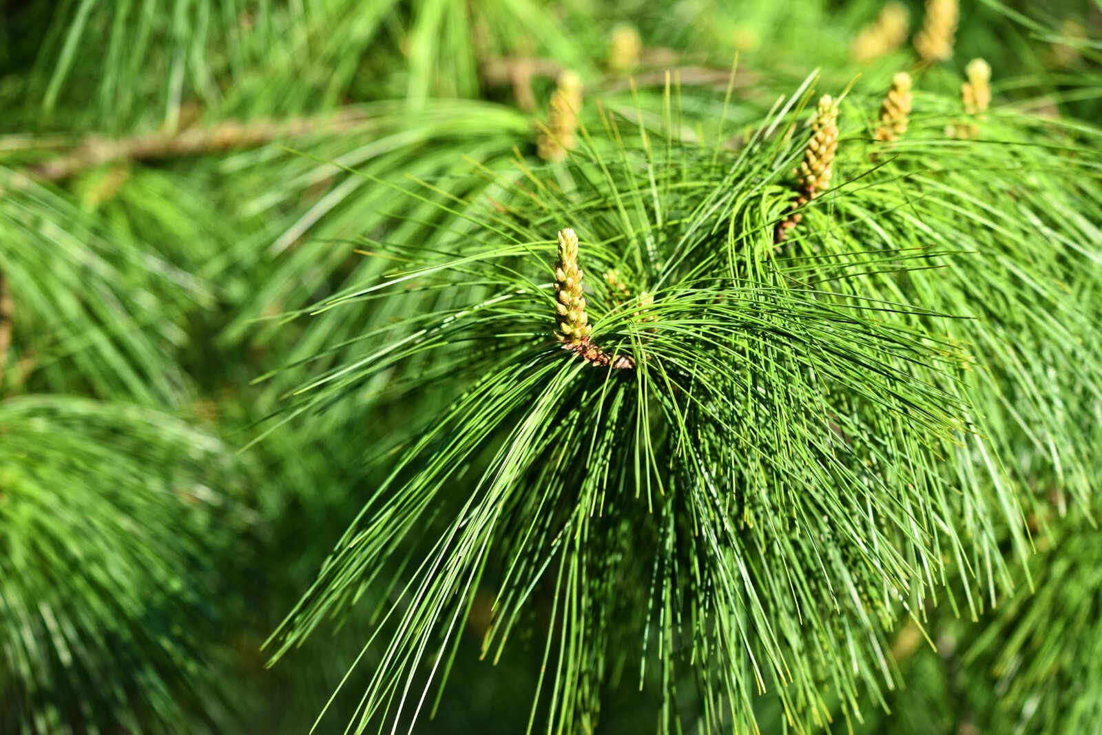 10 Seeds Pinus wallichiana Himalayan Pine Tree-Long needles Bonsai Seed Sale