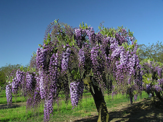 Wisteria floribunda Black Dragon (Double flowering variety) 1 yo grafted plant