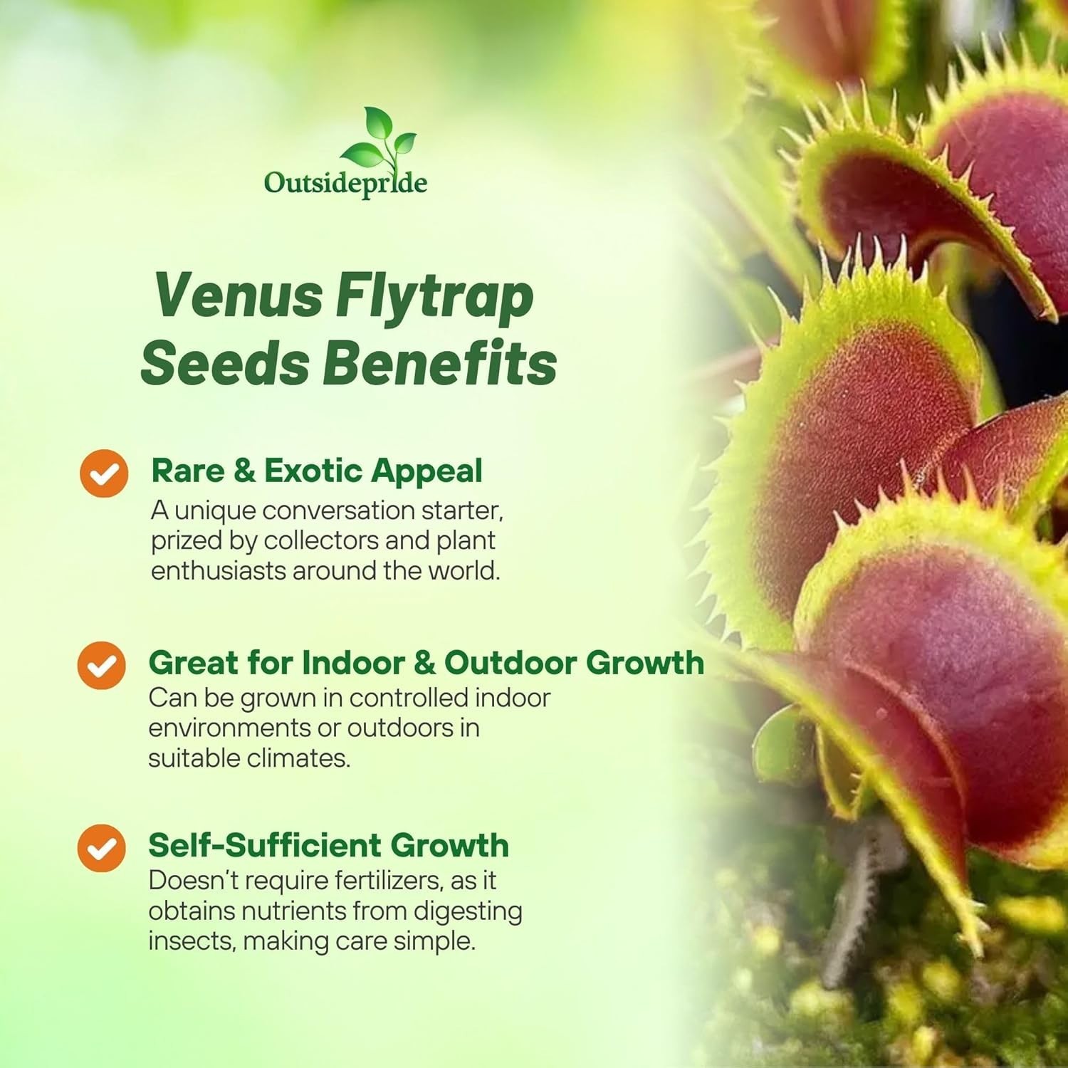 Venus Flytrap Seeds – 10 Pcs Perennial, Unique & Carnivorous, Indoor Plant Se…