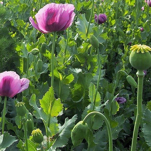 Hungarian Poppy Seeds For Planting 10,000 Imported Stratified P Somniferum Seeds