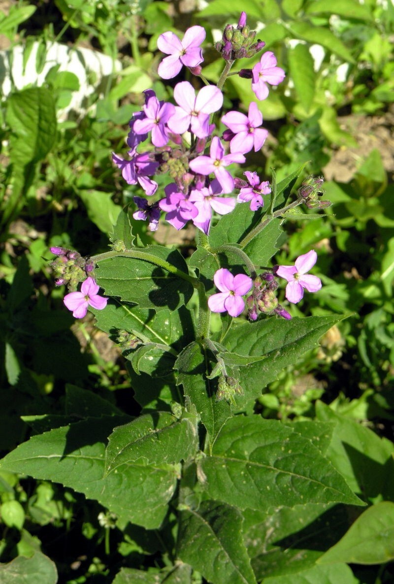 Hesperis Matronalis 300 +/- Seeds, Fragrant Purple Dames Rocket Flowers
