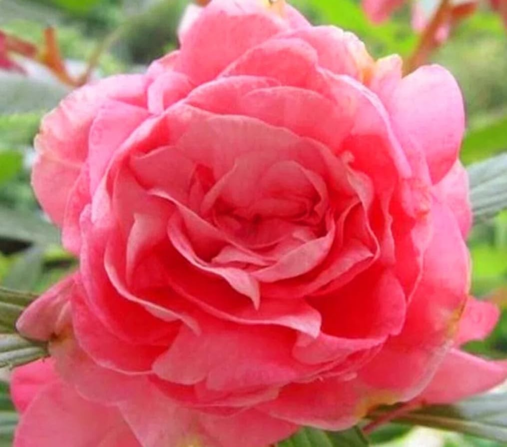 100PCS Double Camelia Impatiens Seeds Mixed Color Balsamina Impatiens Flower …