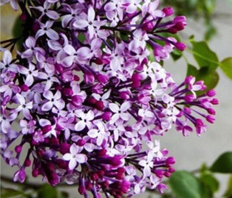20 EXOTIC LILAC SEEDS for garden rare bloom flower plant bush USA SELLER USPS