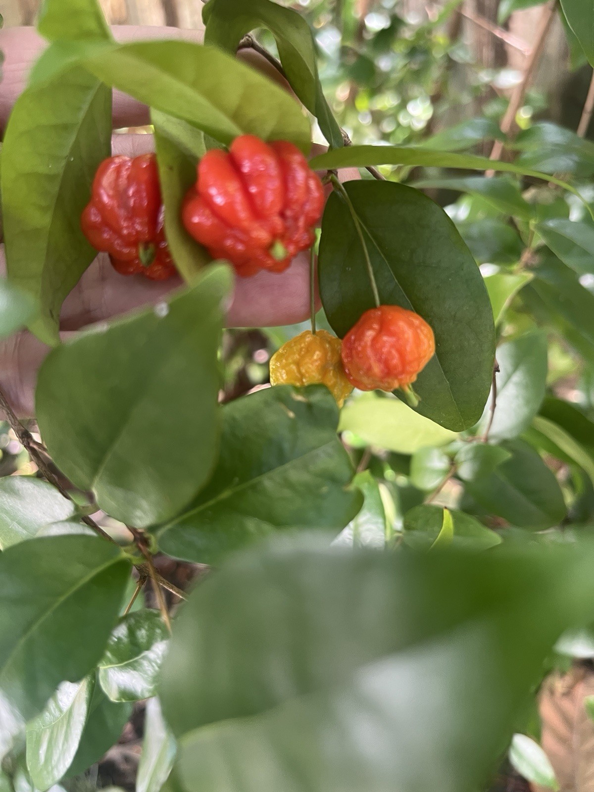 Sweet Surinam Cherry Seeds, Eugenia Uniflora Seeds 20 Pieces