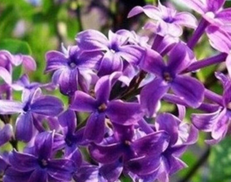 20 EXOTIC LILAC SEEDS for garden rare bloom flower plant bush USA SELLER USPS