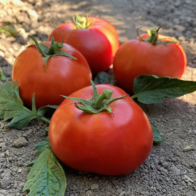 240+ Ace 55 Tomato Seeds ———– Heirloom — NON GMO — FRESH