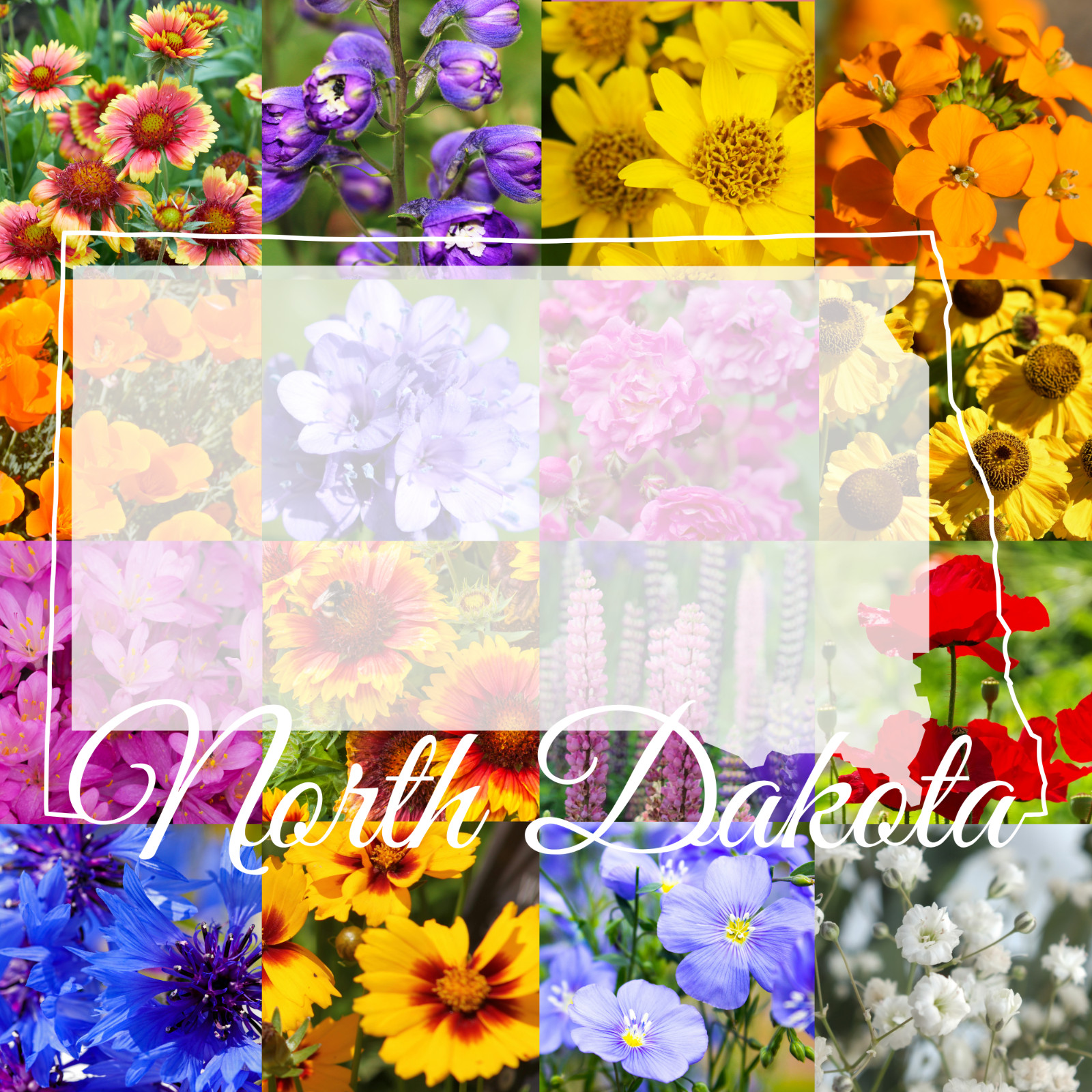 1 Pound North Dakota Western Bulk Wildflower Seed Mix 1lb Covers 3,200sq-ft