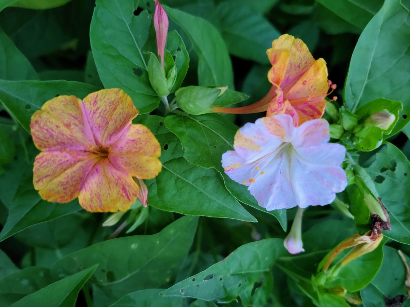 4 O’Clocks-Mix of Colors-Heirloom-Perennial-20 FRESH Seeds From My Yard in 2023