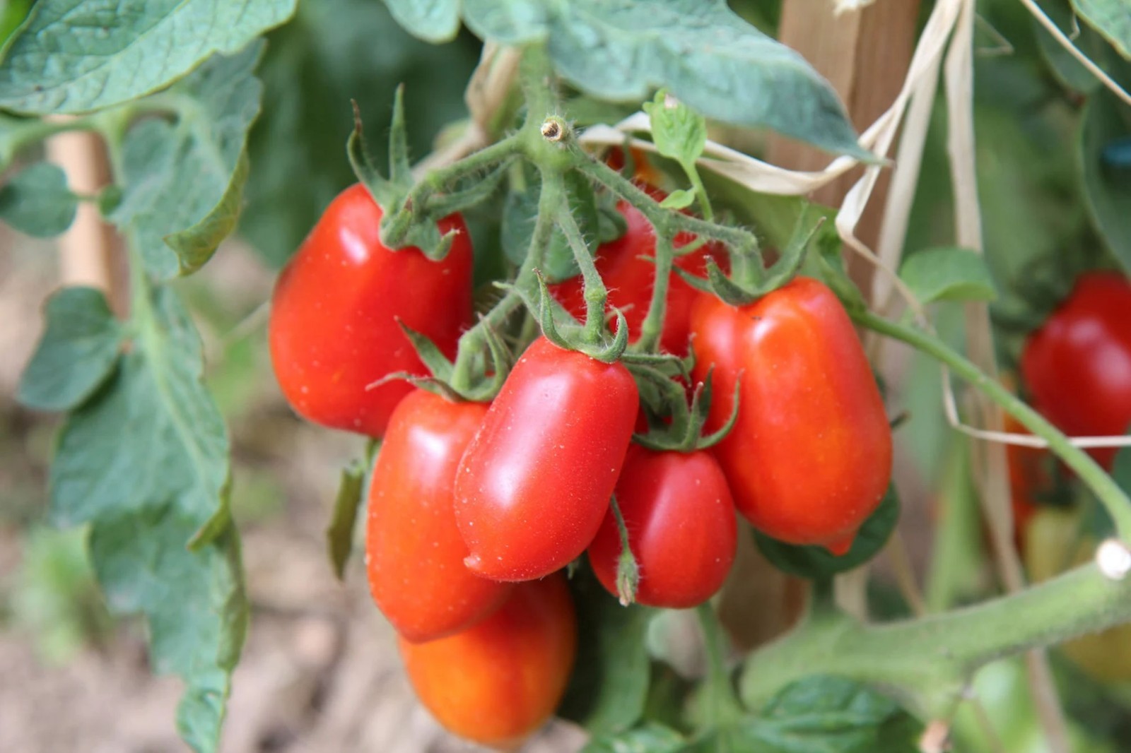20 San Marzano Tomato Vegetable Seeds! The Best in Production! Determinate
