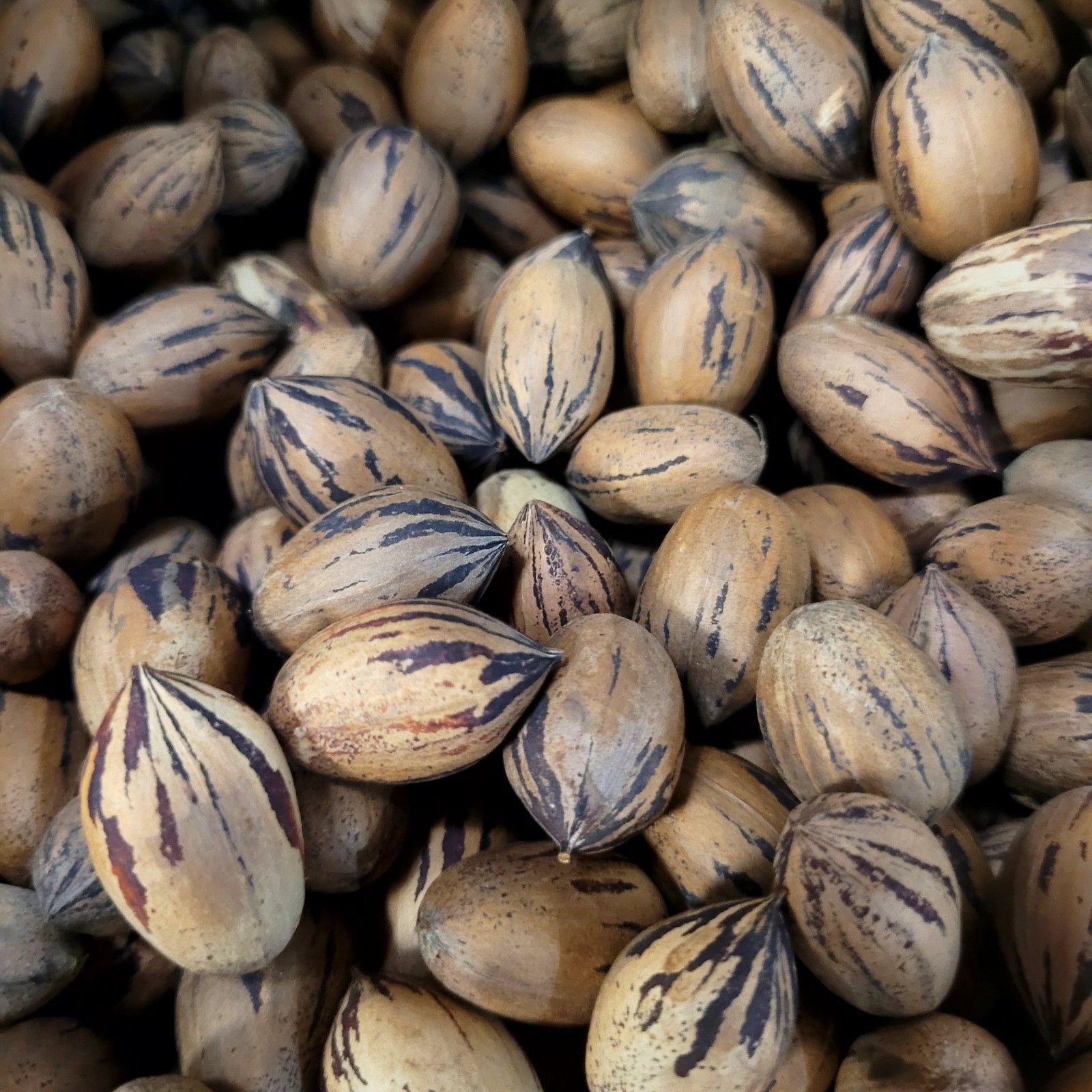 True Northern Pecan Seeds (Carya illinoinensis) Pennsylvania Organically Grown