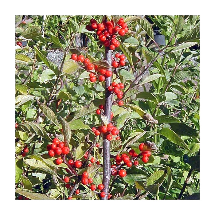 20 AUTUMN GLOW HOLLY SEEDS – Ilex ‘Autumn Glow’