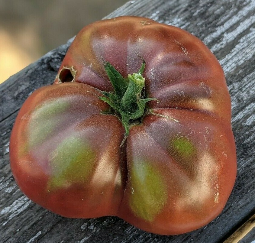 Cherokee Purple Heirloom Tomato Seeds 25 ct. Open Pollinated Red – Purple