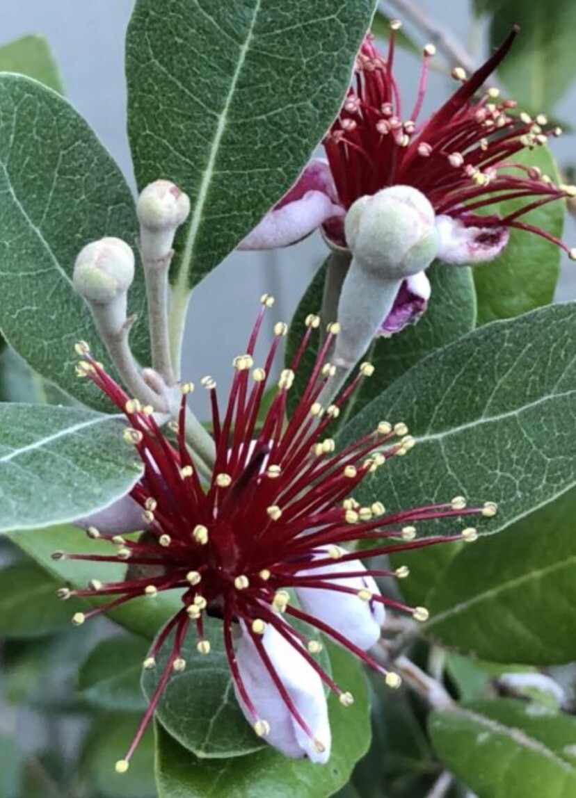 One Pineapple Guava Seedling, 1 gallon container, No Ship AK, HI
