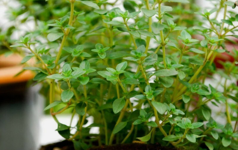 20 + thyme, GERMAN, common, winter, PERENNIAL HERB, seeds ! USA seller