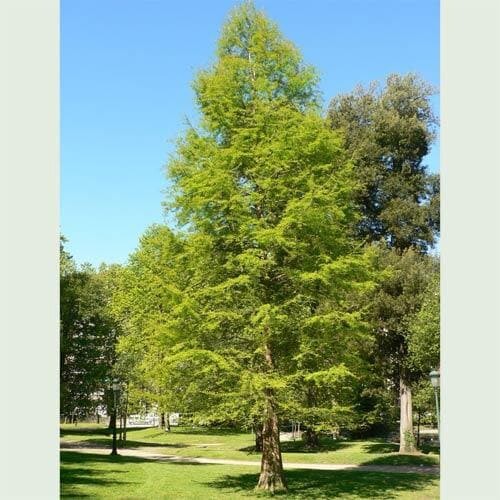 Northern Bald Cypress Tree | Premium Seeds | Taxodium distichum ‘Fall’ | Plants’