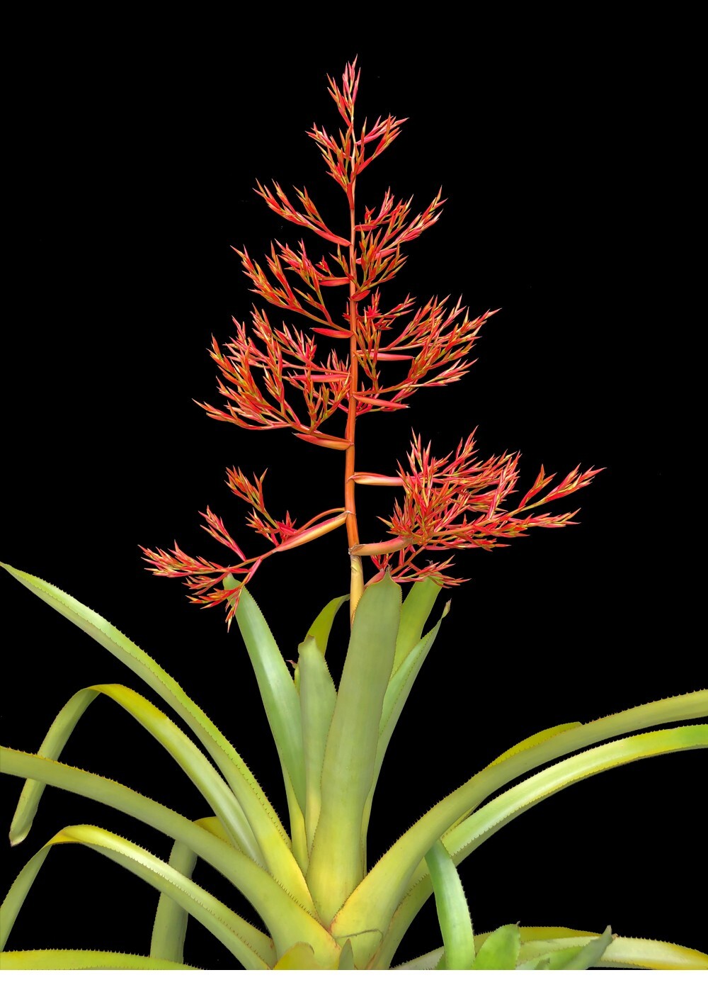 Aechmea Carnival 9″ pot – Live plant