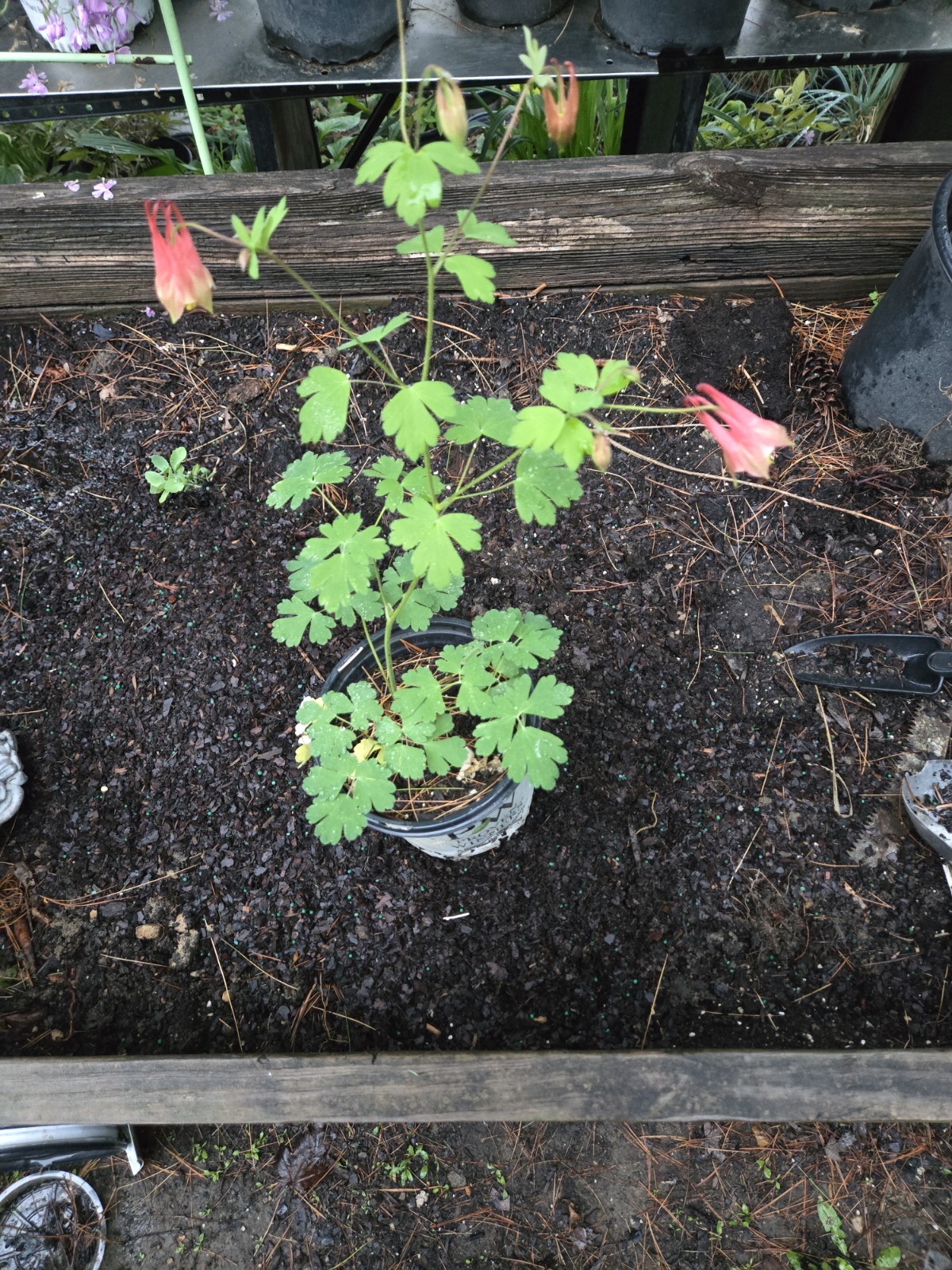 Canadian Columbine Live Plant Wildflower Bare Root Aquilegia Canadensis Flower