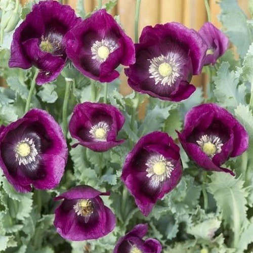 5,000+ Heirloom Organic Lauren’s Grape Papavaer Somniferum Poppy Seeds. Non-GMO
