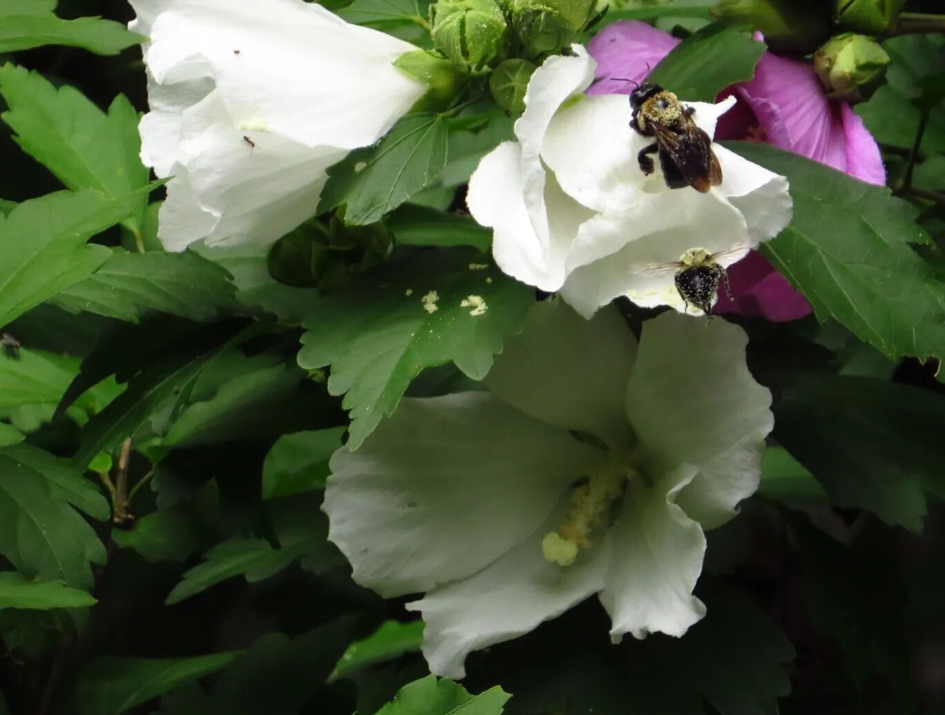 50+White Rose of Sharon Seeds(Hibiscus syriacus/Aphrodite Althea/hardy hibiscus)