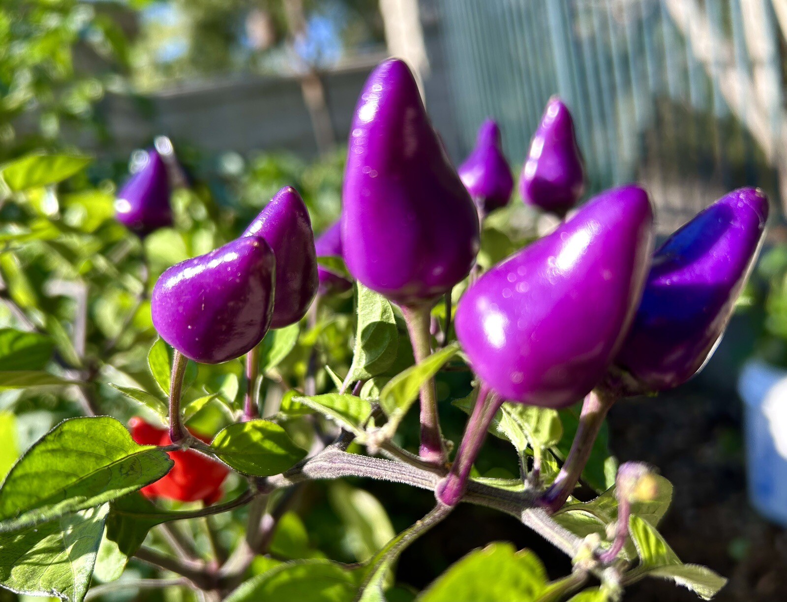 Numex Centennial Hot Chili Pepper, Colorful Chili – 30 Seeds – US