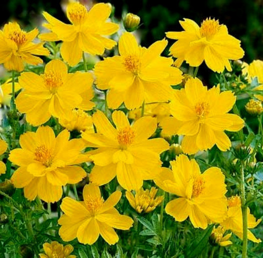 1 oz Yellow Cosmos Seeds, Sulfur Cosmos, Tall Variety, Bulk Cosmos Seeds, 4000ct