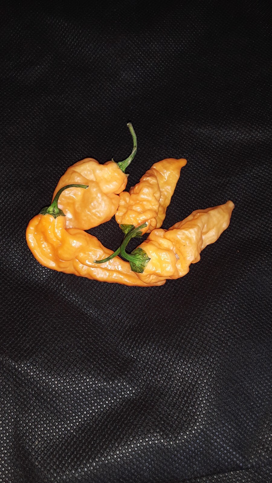 30+ Orange Carbonero Pepper Seeds Hot Spicy Flavorful Prolific Non-Gmo