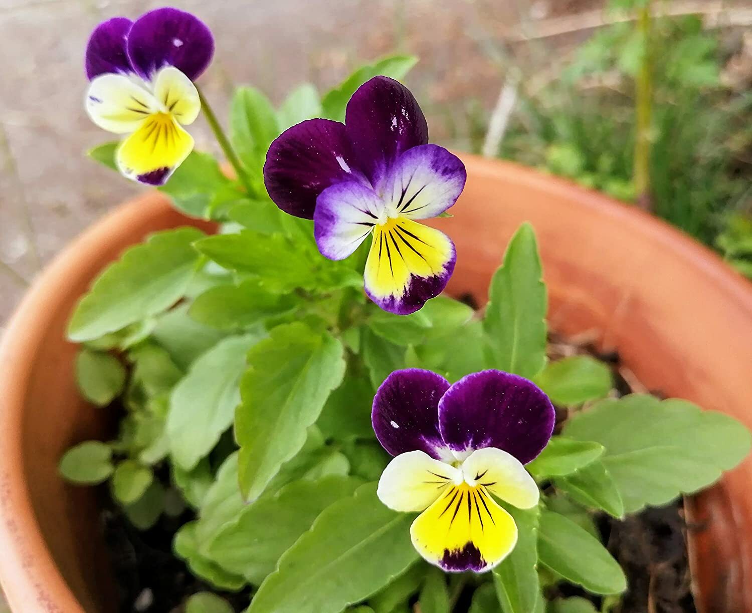 Johnny-Jump-Up 100 Seeds Viola Tricolor, Heartsease Wild Pansy Edible Flowers