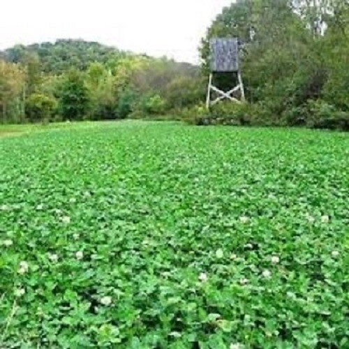 1 lb JUMBO LADINO WHITE CLOVER Seed For Deer Food Plot Turkey Very Large Leaf