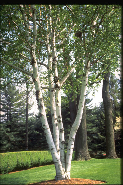 Paper Birch, Betula papyrifera, Tree Seeds