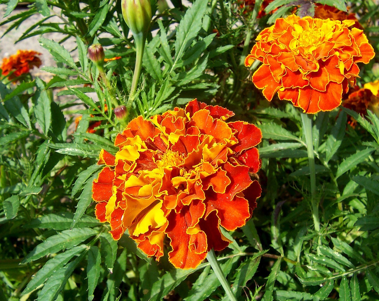 French Marigold Sparky Mix, Beautiful Colors, Garden Pest Deterrent