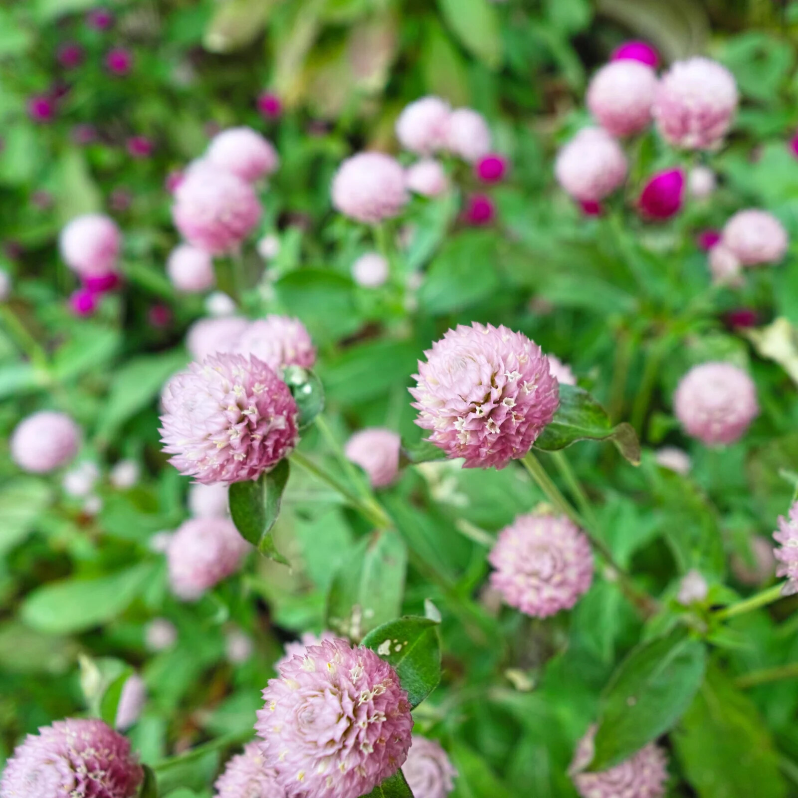 200 Frosty Pink Globe Amaranth Gomphrena Seeds. USA Seeds. Organic. Ships free