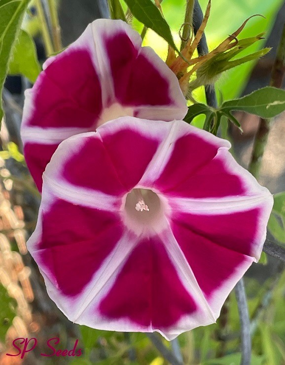 Yaguruma – Japanese Morning Glory – ipomoea NIL – 6 seeds – Ornamental Windmill