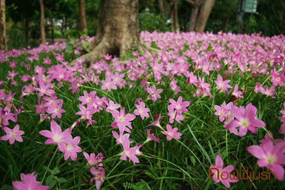 6 Pink Zephyr Lily, Fairy Lily, and Rain Lily, Zephyranthes – 6 Bulbs
