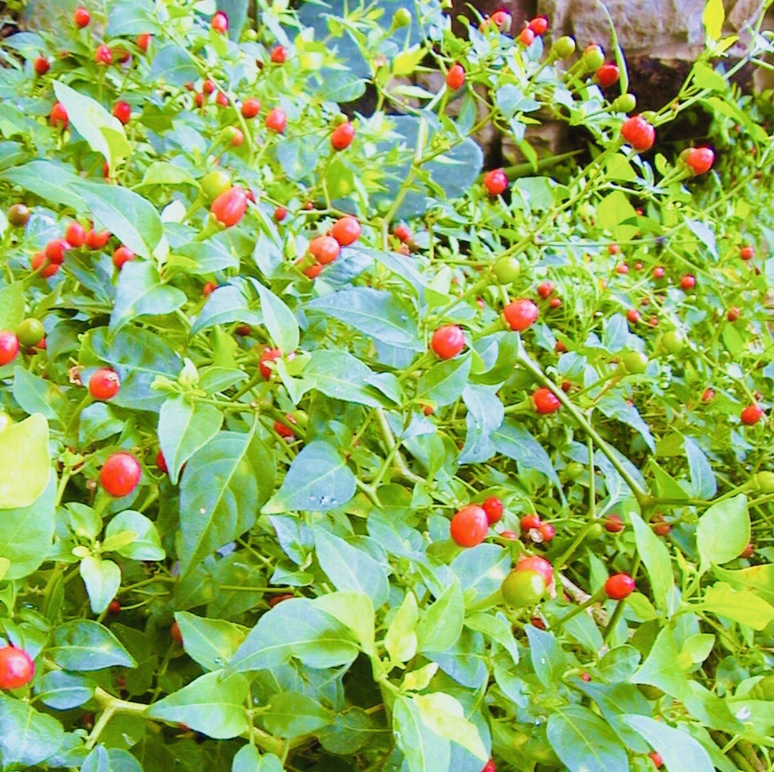 (80 SEEDS) PREMIUM CHILE PEQUIN BIRD EYE HOT PEPPER SEEDS FREE SHIPPING