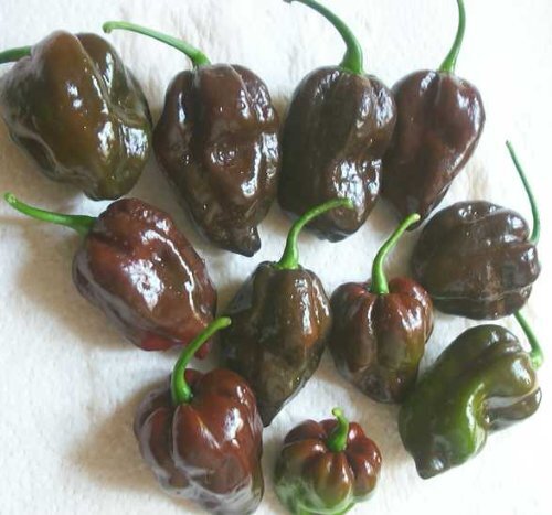 Pepper HOT Chocolate Habanero Great Heirloom Vegetable By Seed Kingdom 300 Seeds