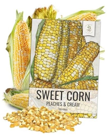 Peaches and Cream Sweet Corn Seeds | 230+ Seeds Non GMO Hybrid Untreated