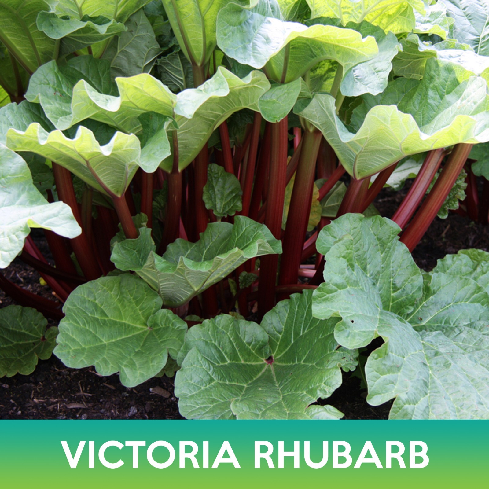 Victoria Rhubarb Seeds