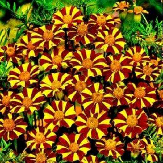 French Marigold COURT JESTER Harlequin Tall Beneficial Plant Non-GMO 20 Seeds!