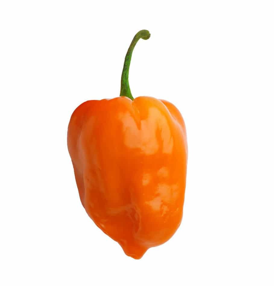 10 SWEET ORANGE HABANERO PEPPER SEEDS ~ heirloomseedguy ~ 2026 ~ NON-GMO