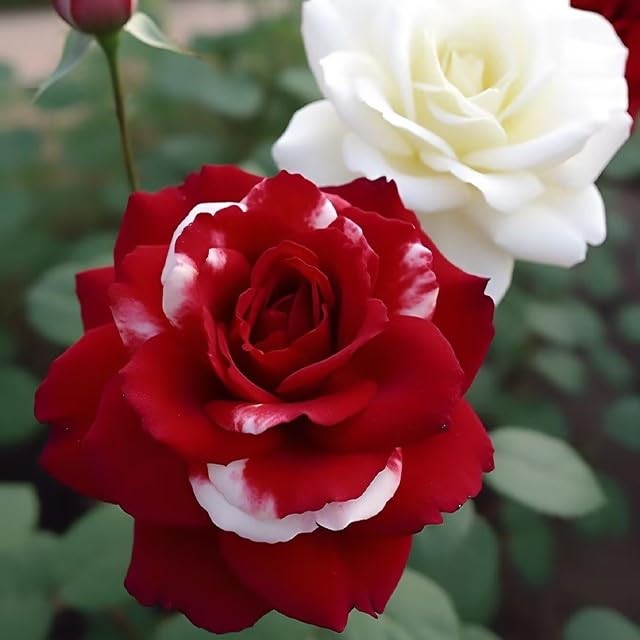 20 Rare Twin Red White Rose Flower Seeds for Planting – Captivating Garden Bloom