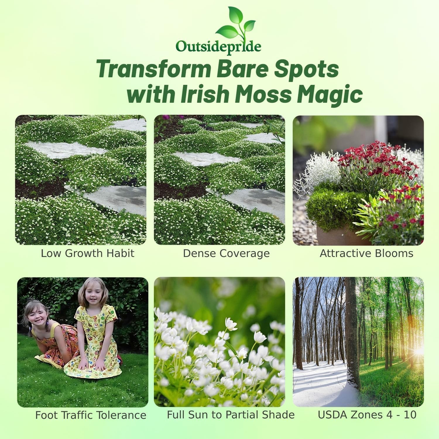 Moisture-Retaining Irish Moss Ground Cover Seeds – 5000 Count, GMO-Free