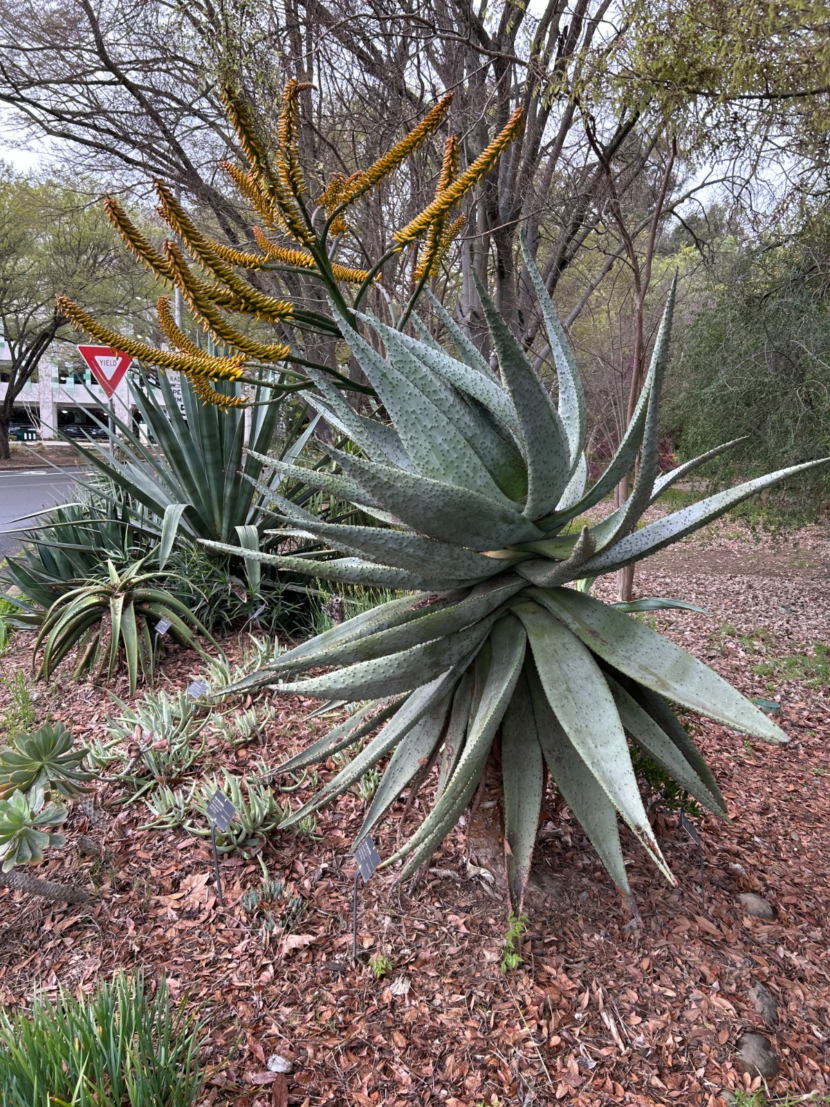 Aloe Marlothii 20 fresh seeds! Free Shipping!