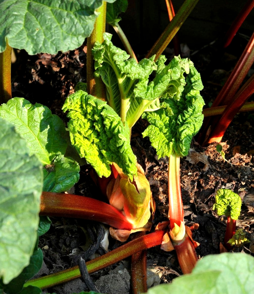 Rhubarb Crown Division 1 Large Root Cherry Crimson Red Rhubarb Strawberry Pie