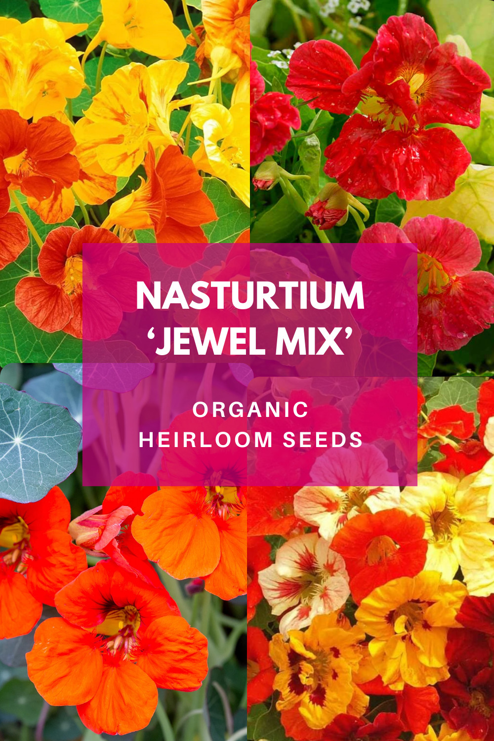 BEGINNER GARDEN for KIDS! 🌱 Organic Seed Collection 🌻 6 Fun Varieties + Gift!