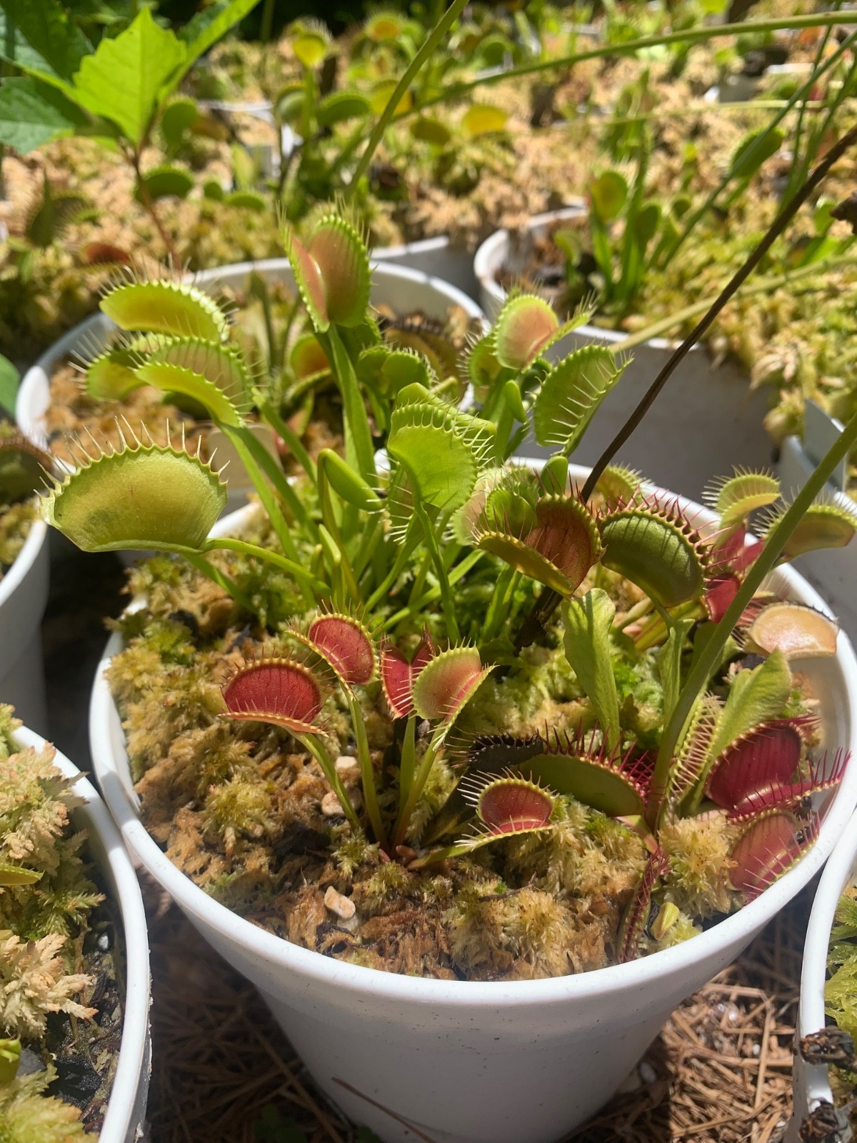 100+ Venus Flytrap seeds + Maxsea plant food